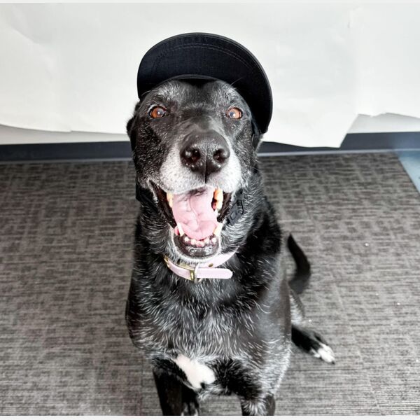 Puplids Dog Trucker Hat Thumbnail